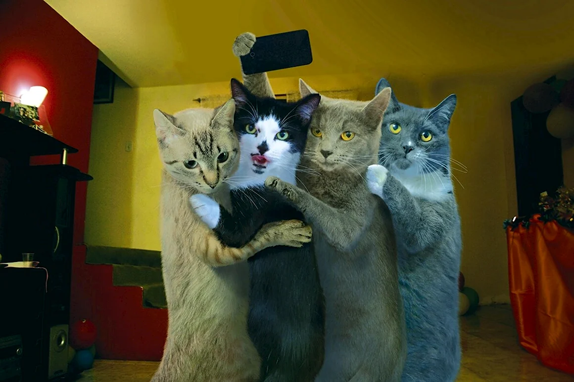 Прикольные кошки