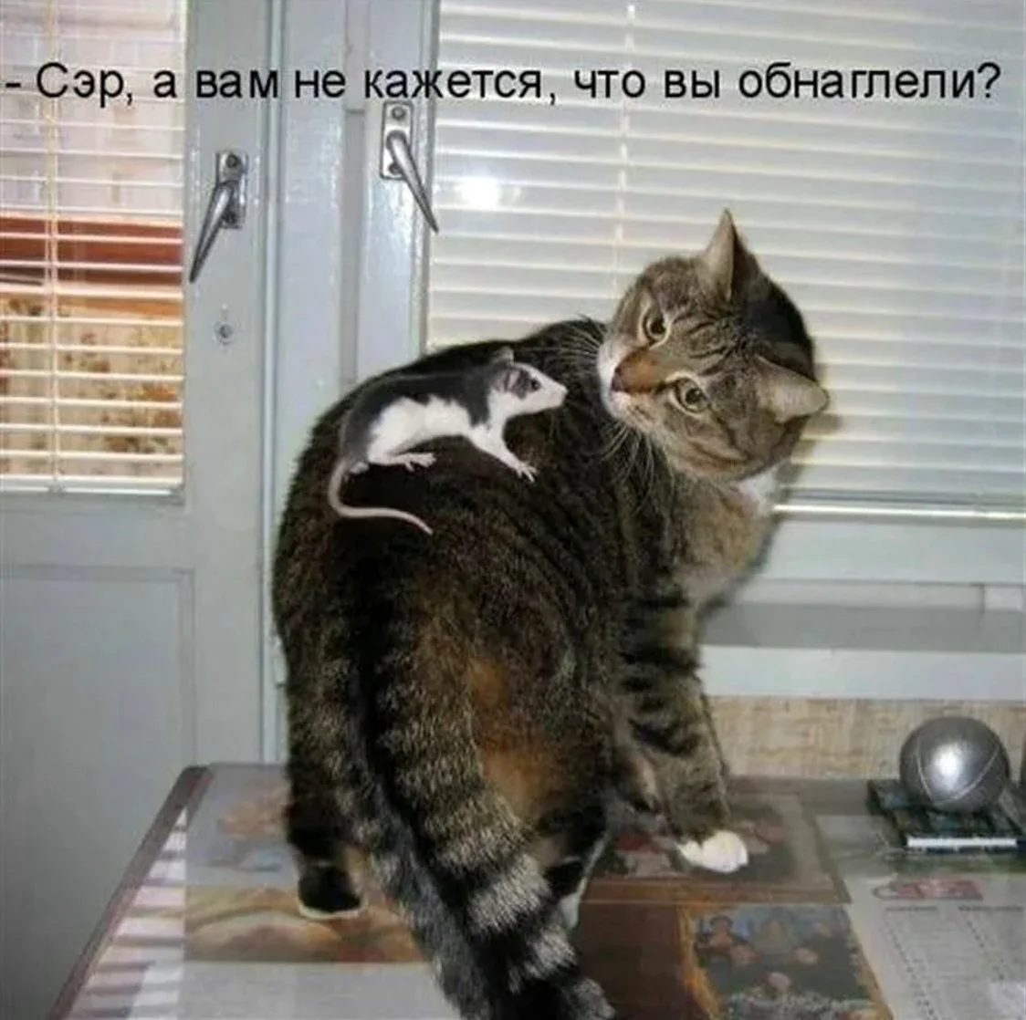Прикольные кошки с надписями