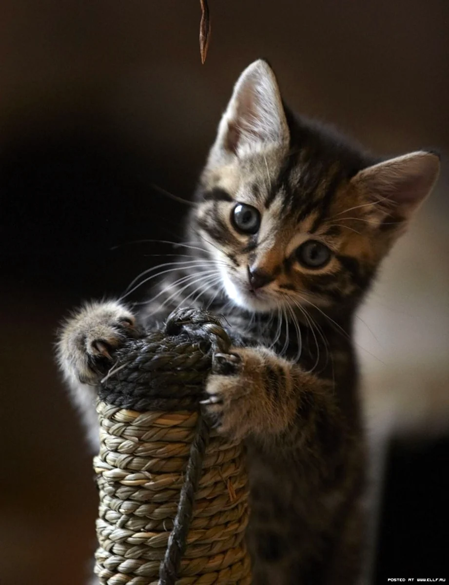 Прикольные котята