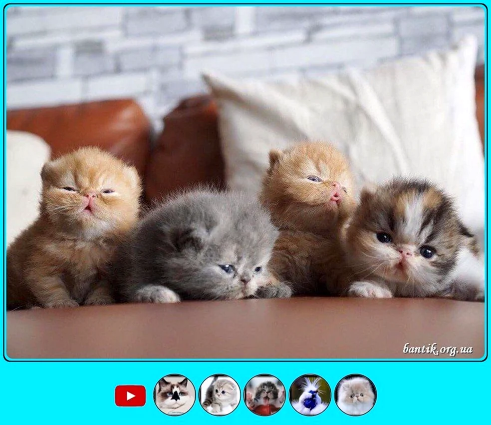 Прикольные котята