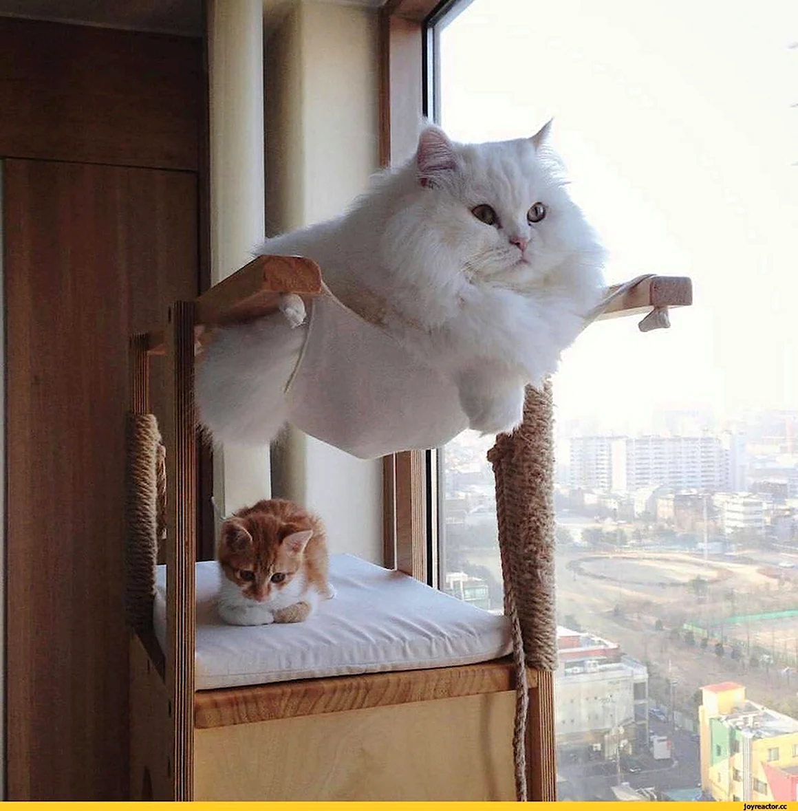 Прикольный кот