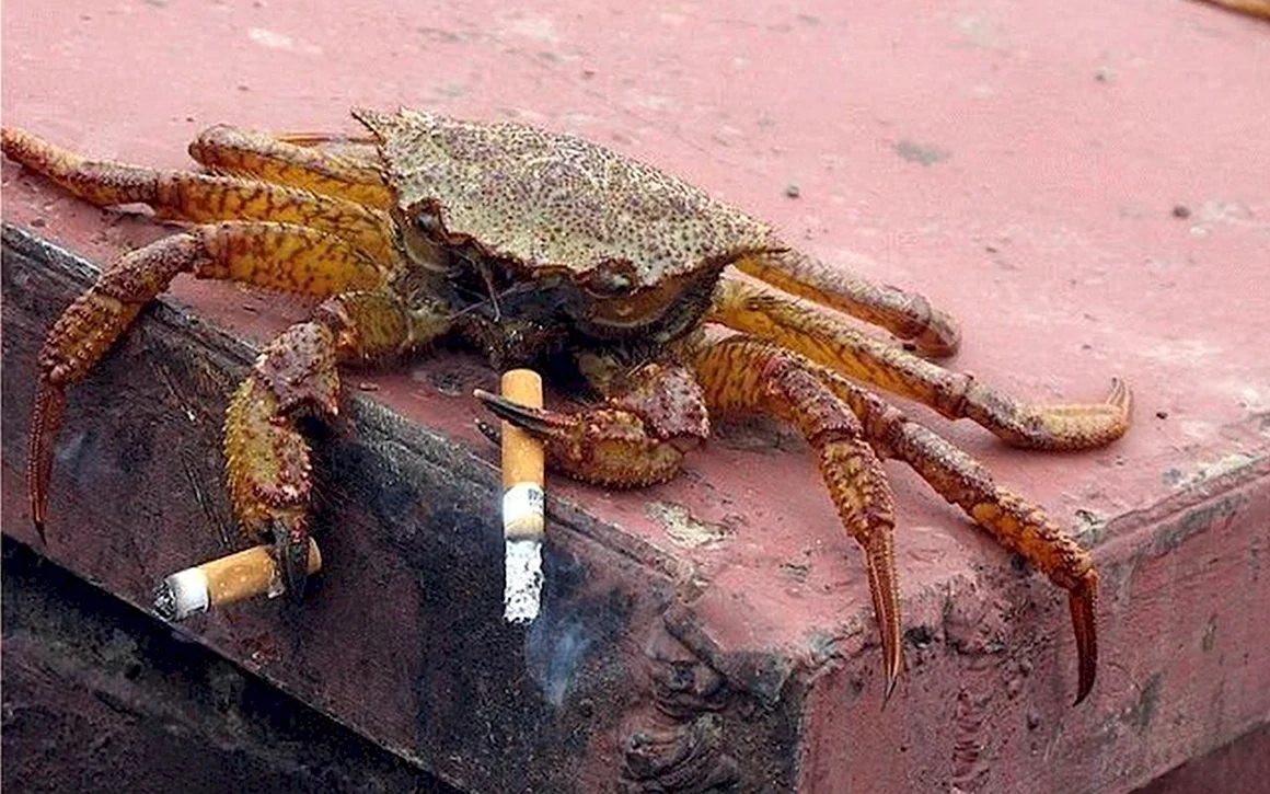 Прикольный краб