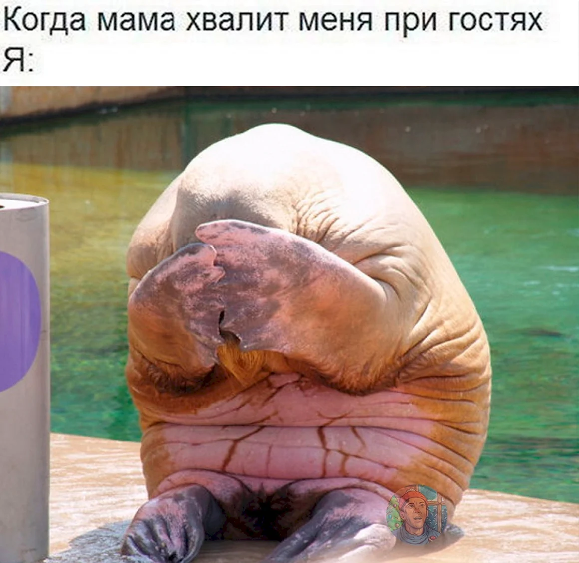 Прикольный морж