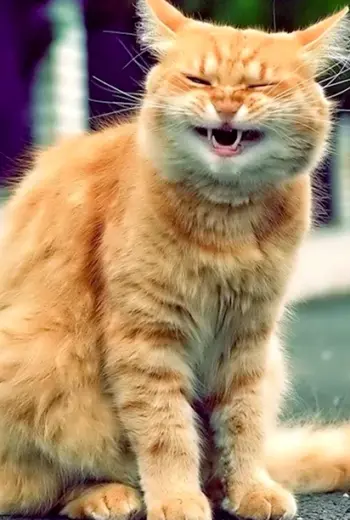 Прикольный рыжий кот