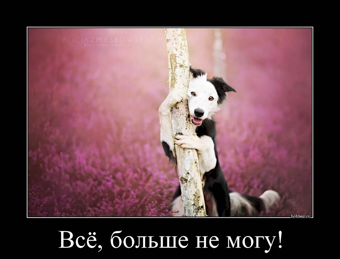 Приколы