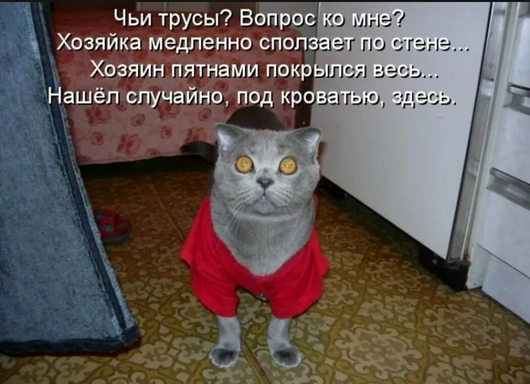 Приколы про кошек с надписями