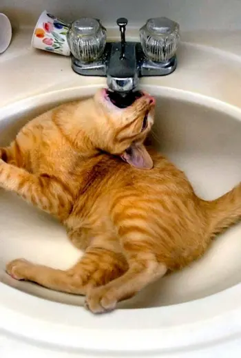 Приколы с котами