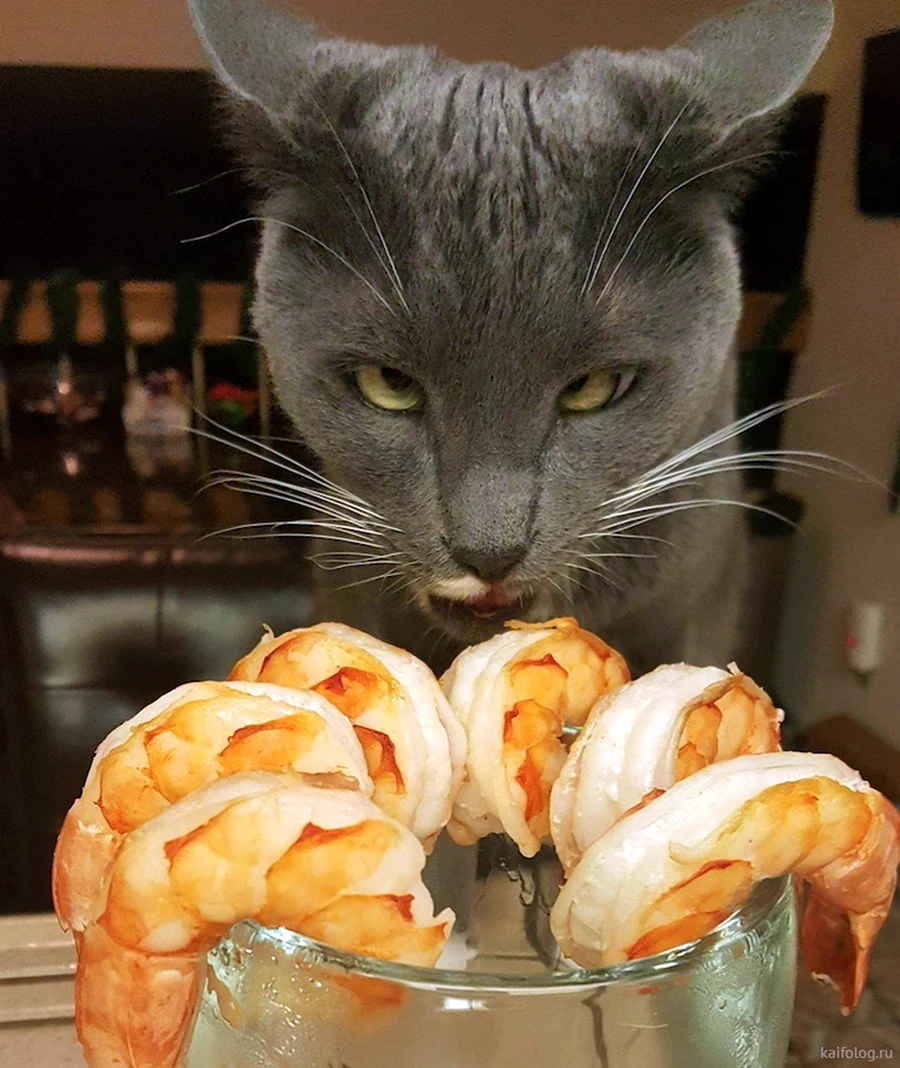 Приколы с котами