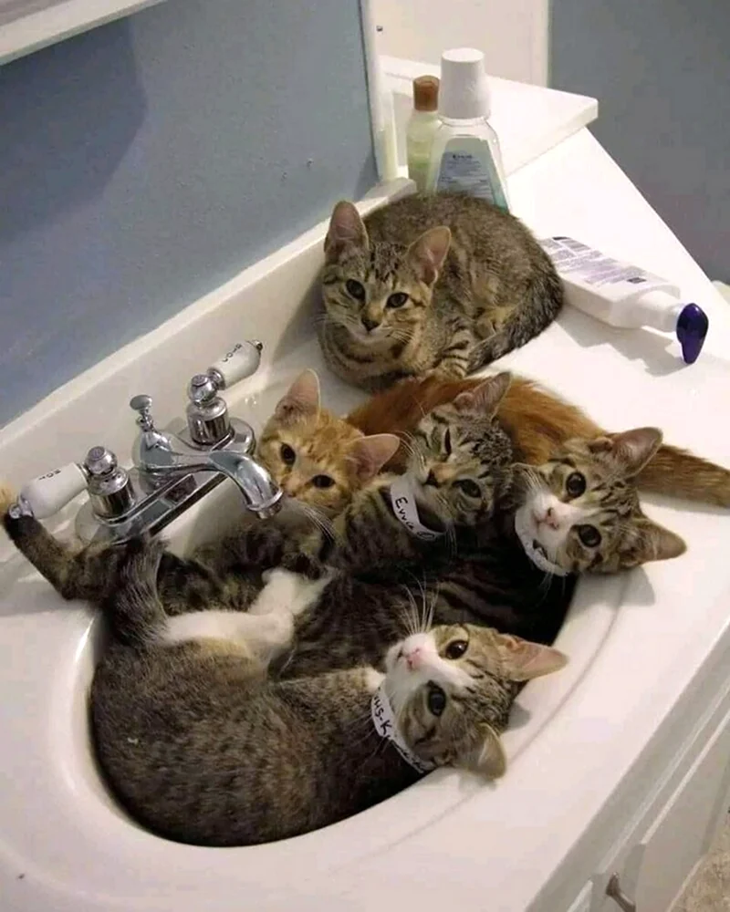 Приколы с котами