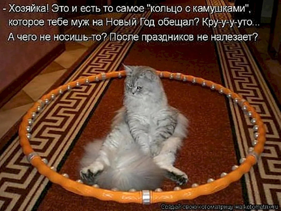 Приколы с котами с надписями