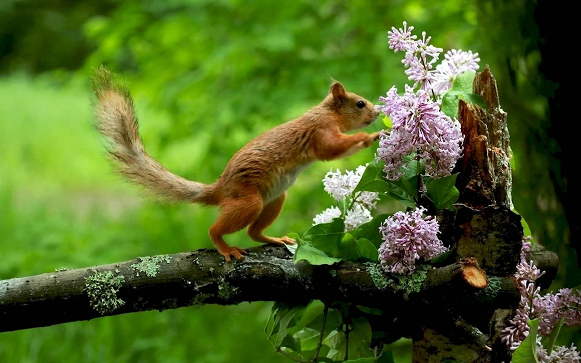 Природа и животные