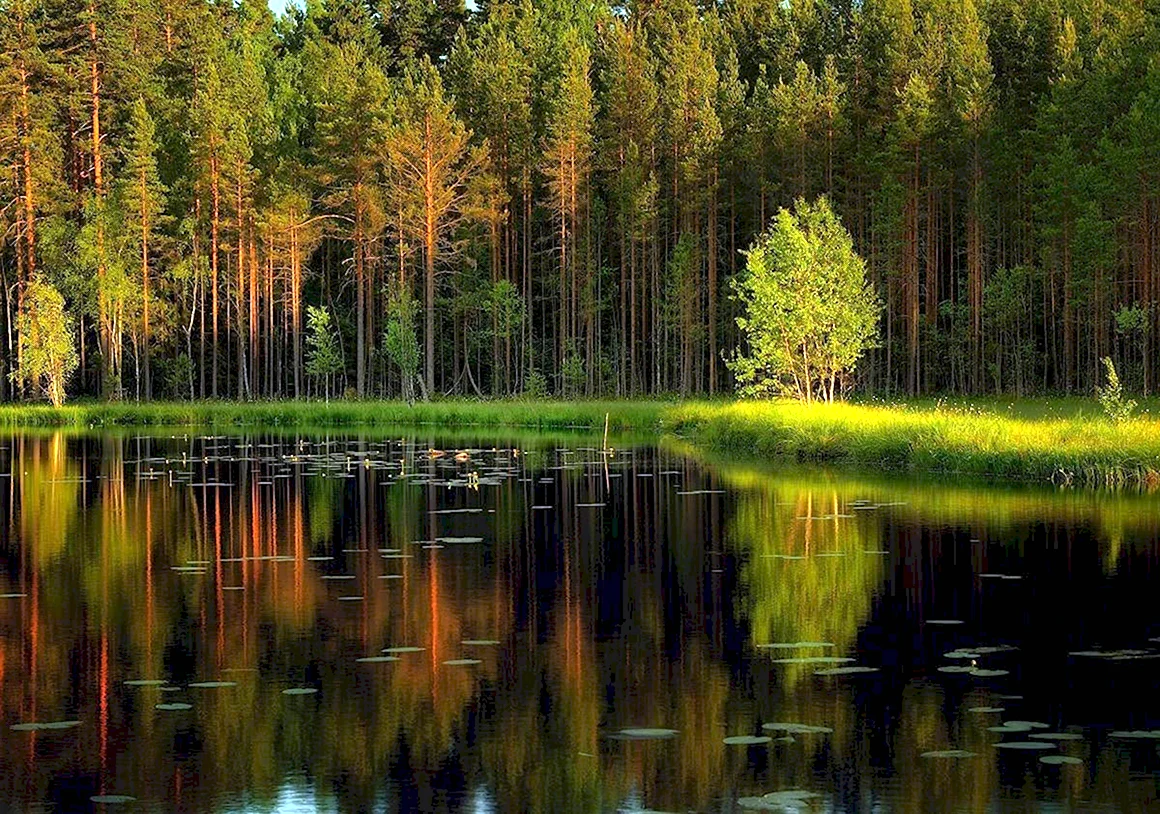 Природа карельского перешейка