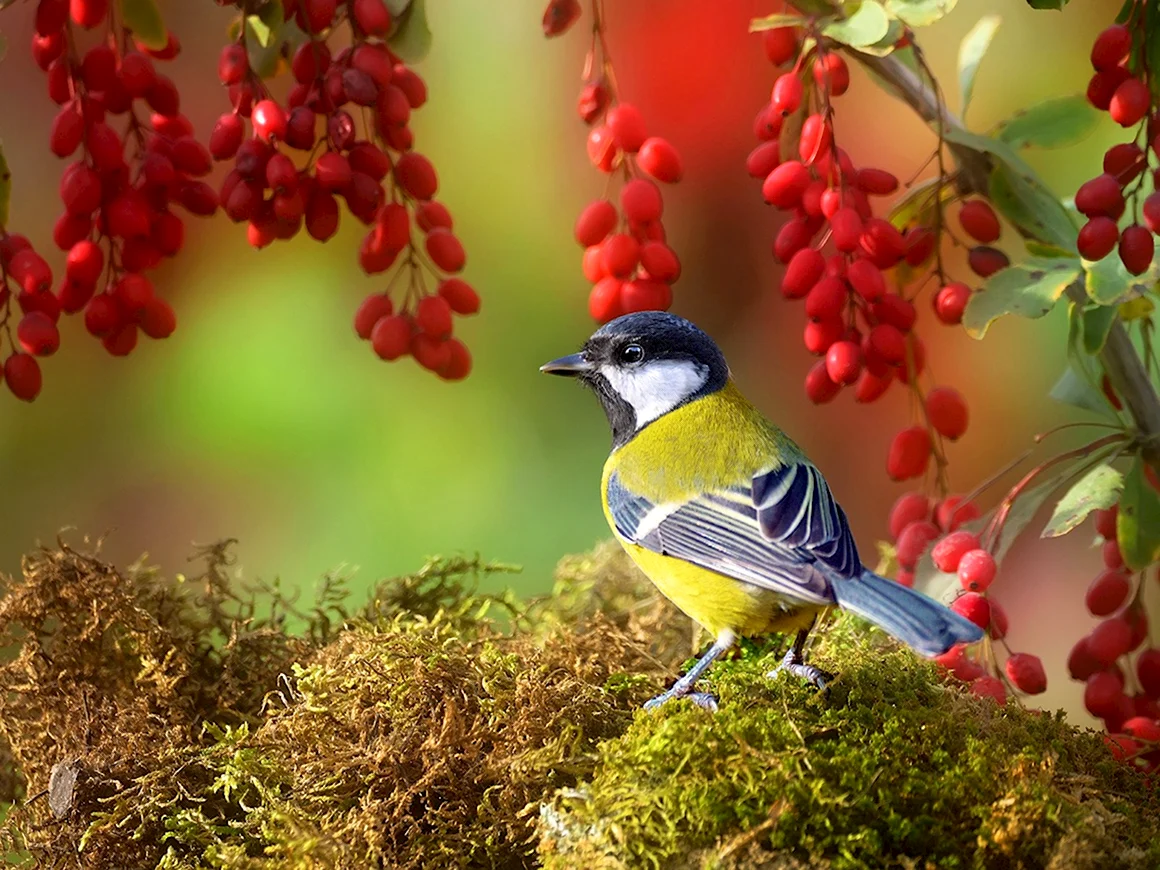 Природа птицы