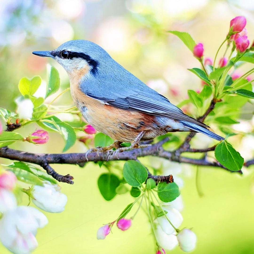 Природа птицы