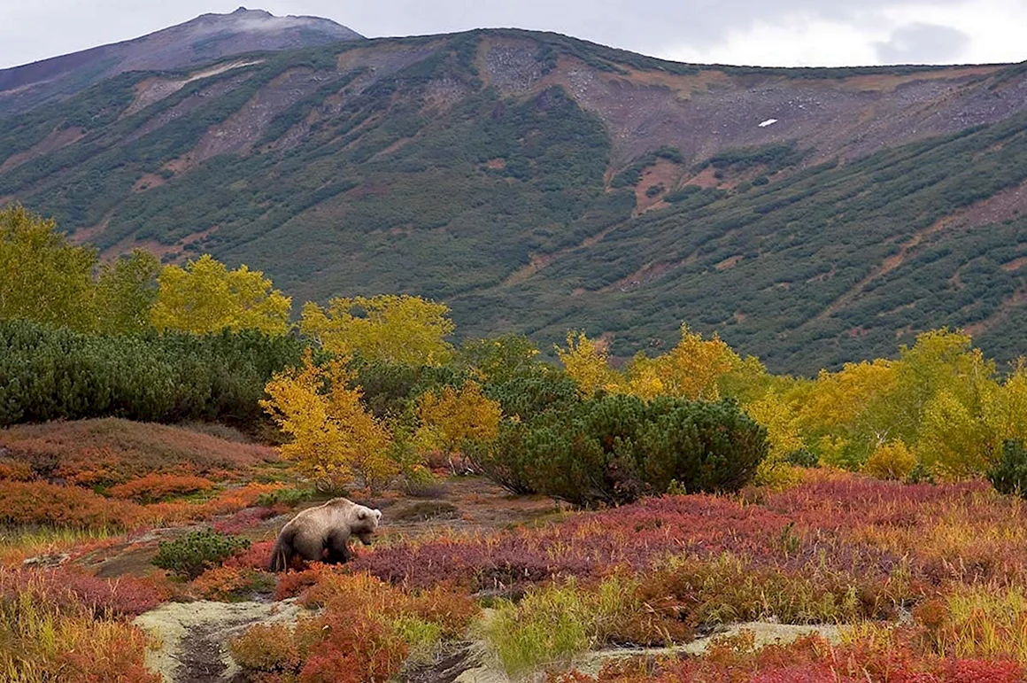 Природа России Камчатка