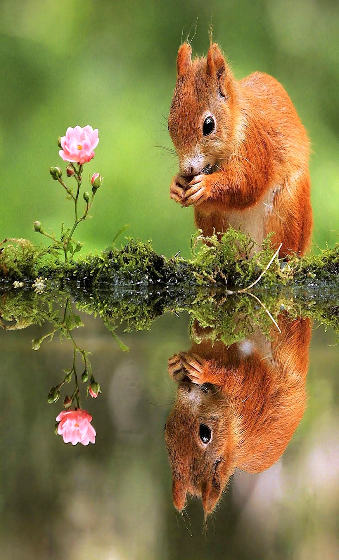 Природа с животными