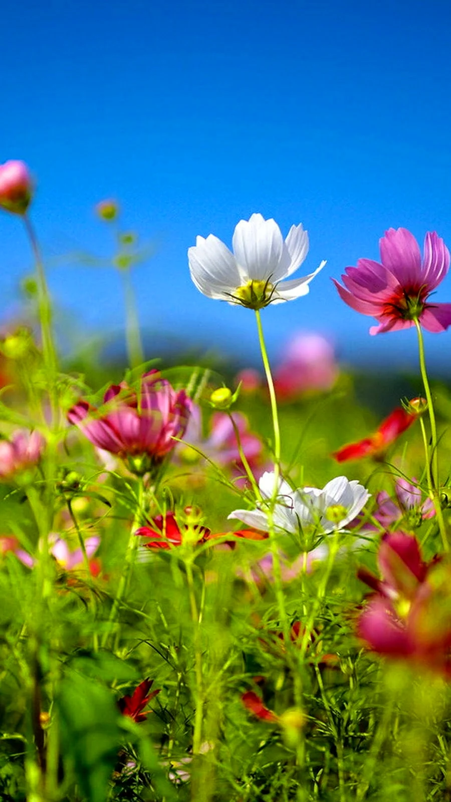 Природа цветы