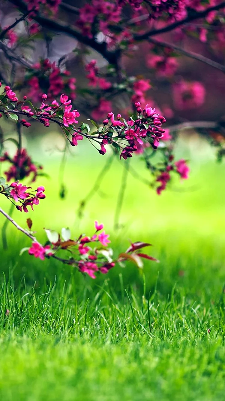 Природа цветы