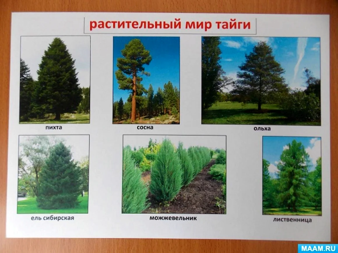 Природные зоны для дошкольников