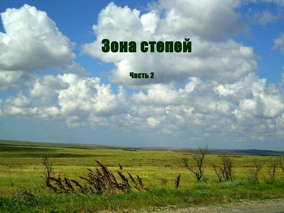 Природные зоны России степь
