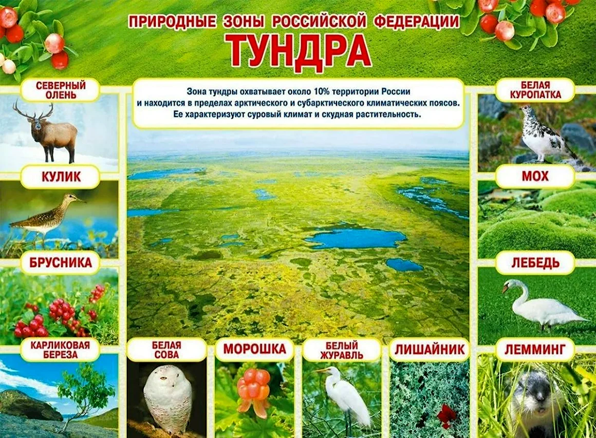 Природные зоны Российской Федерации тундра