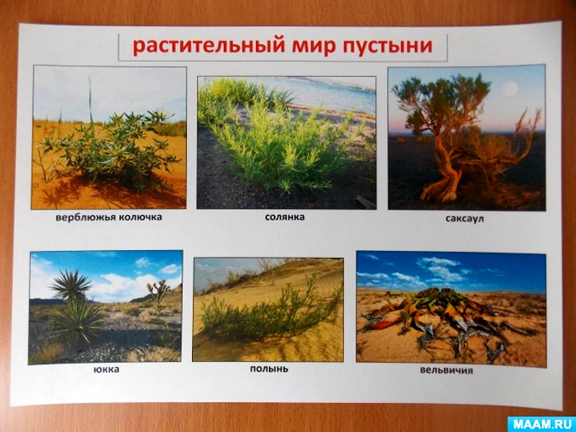 Природные зоны земли для дошкольников