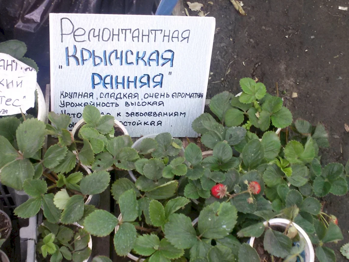 Продается рассада объявление