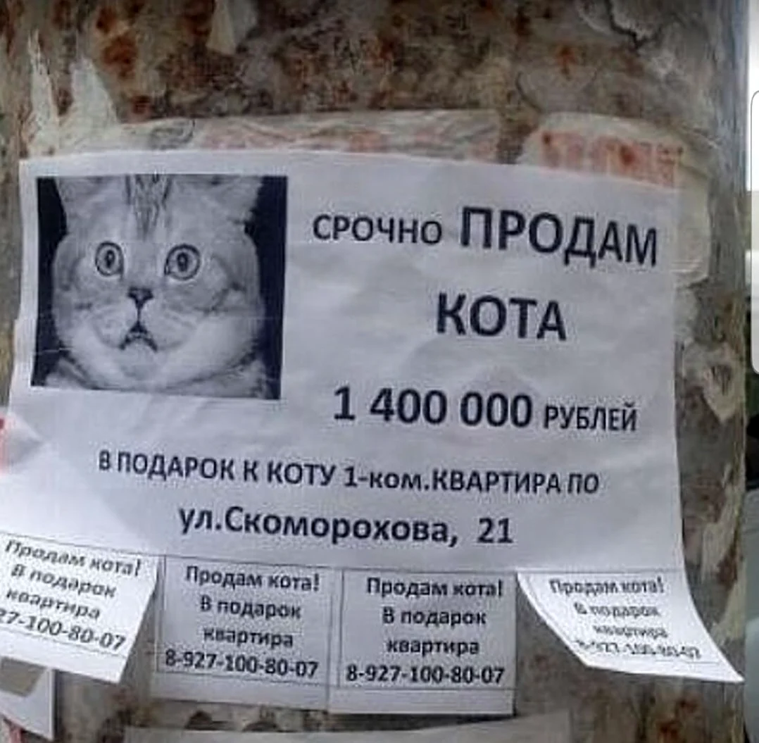 Продать кота на органы