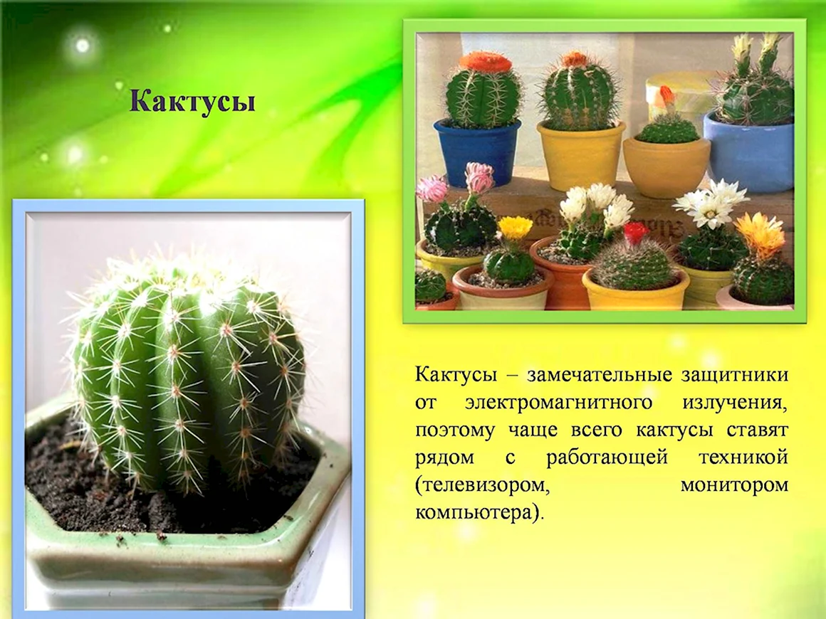 Проект комнатные кактусы