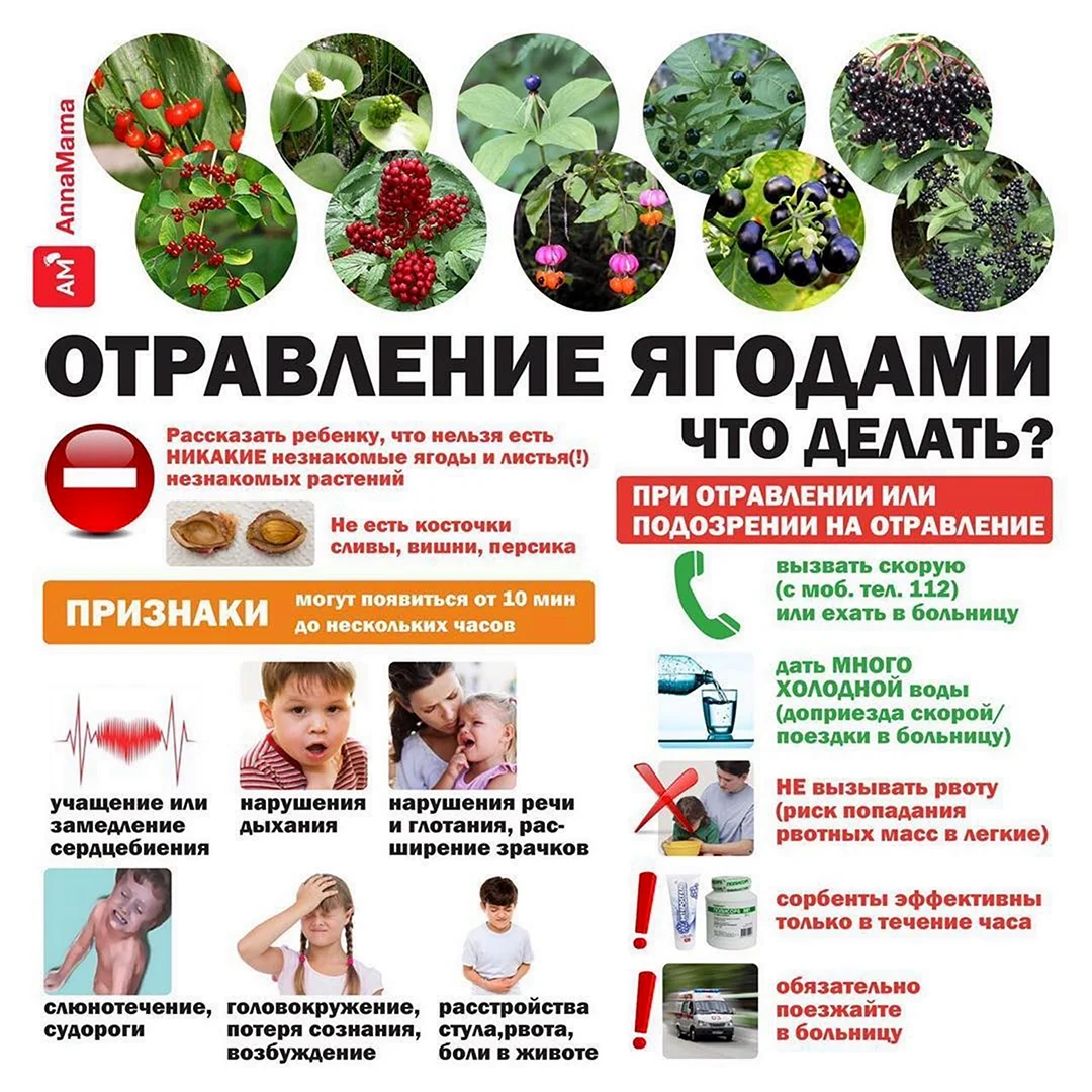 Профилактика отравлений ядовитыми ягодами