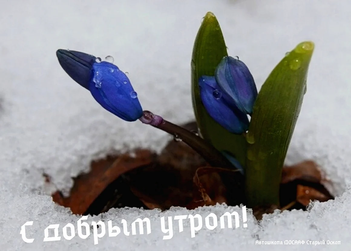 Пролеска Росток