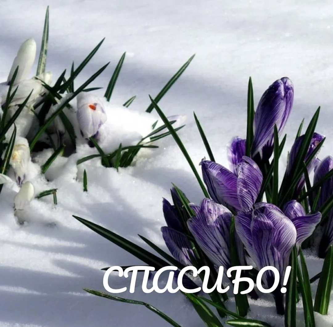Пролески подснежники крокусы
