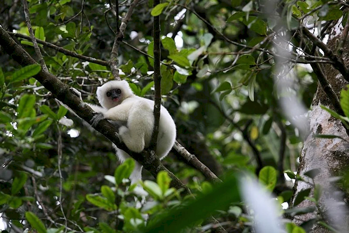Propithecus candidus