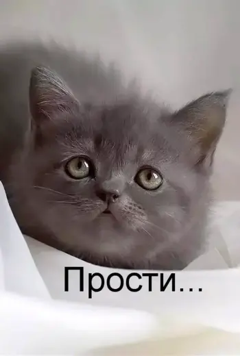 Прости меня