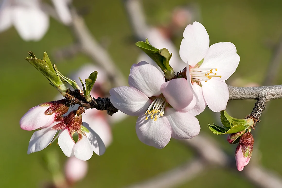 Prunus Amygdalus Dulcis
