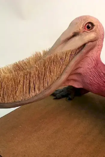 Pterodaustro