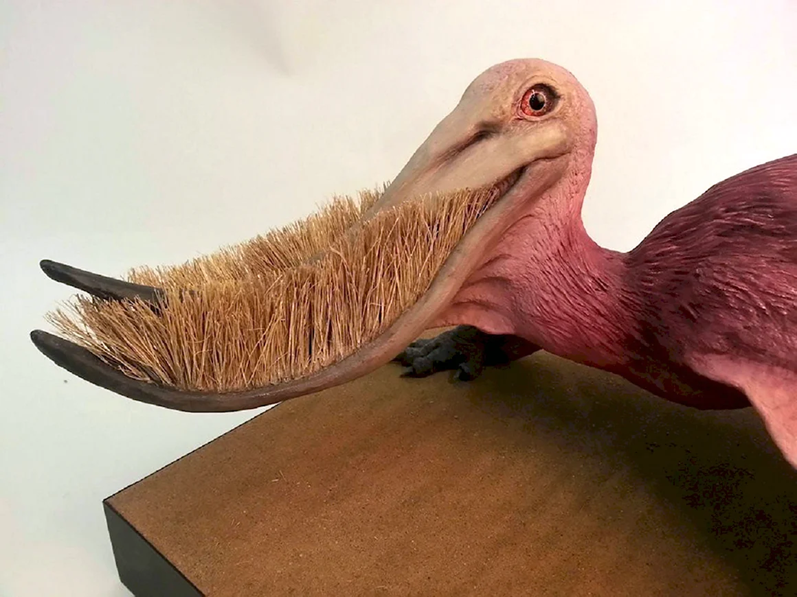 Pterodaustro