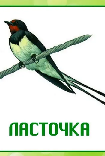 Птицы карточки для детского сада