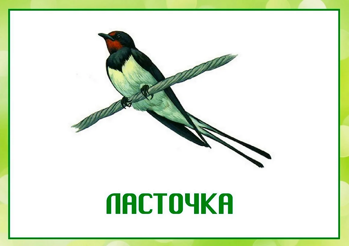 Птицы карточки для детского сада