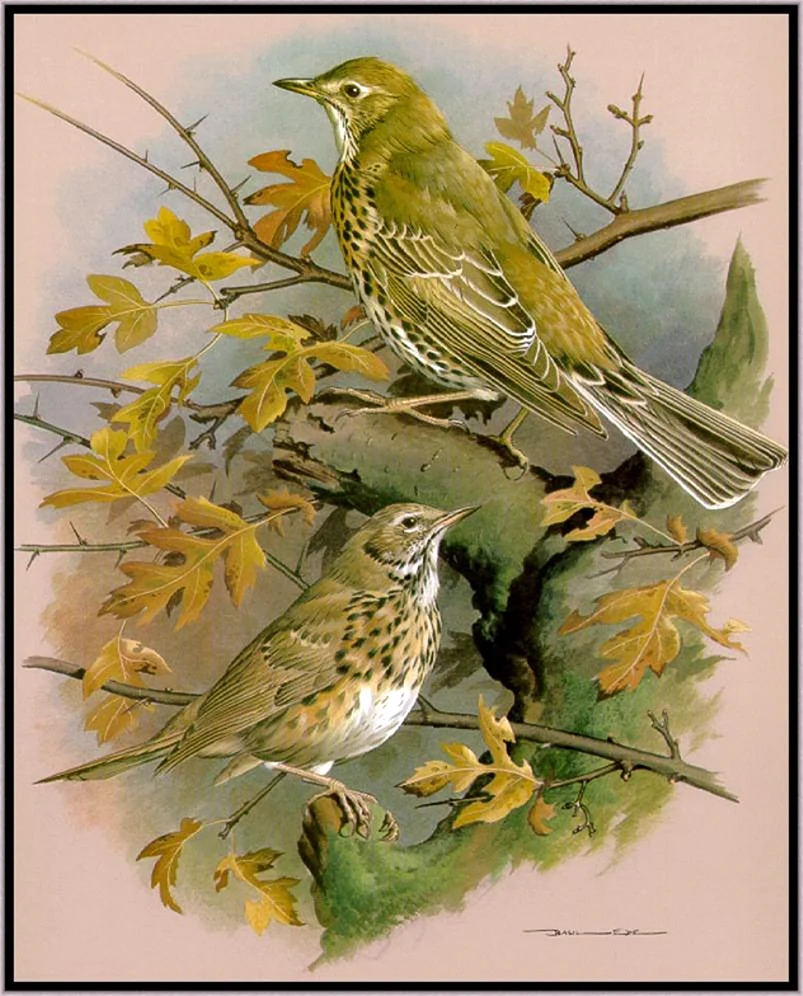 Птицы художника Basil Ede