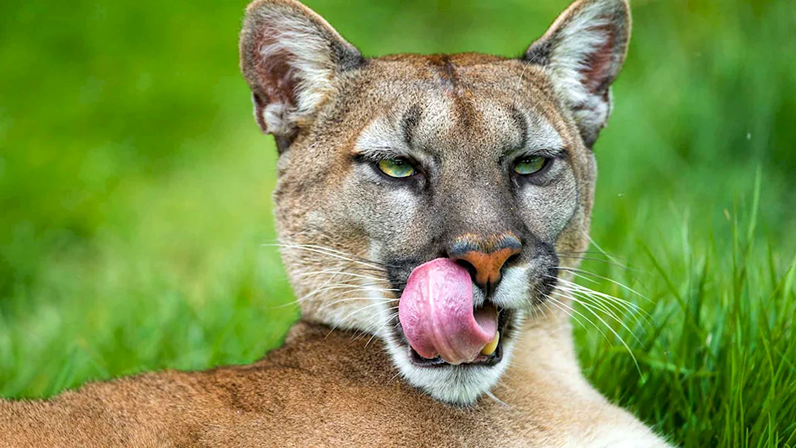 Пума Puma concolor