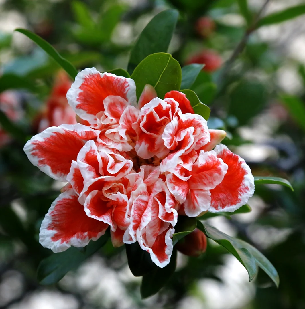 Punica granatum