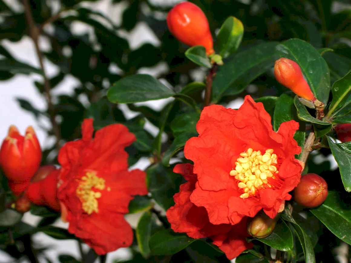 Punica granatum