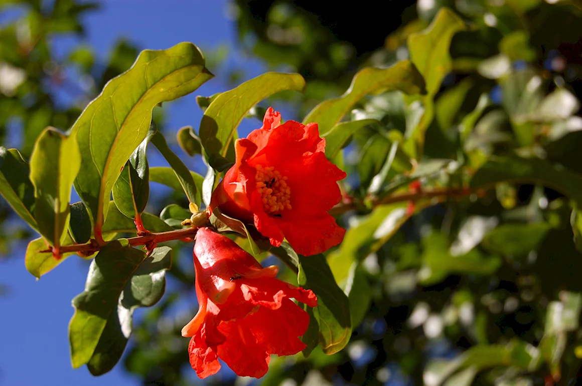 Punica granatum
