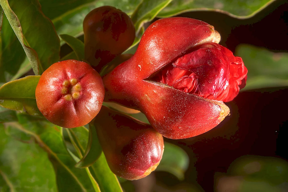 Punica granatum Pomegranate