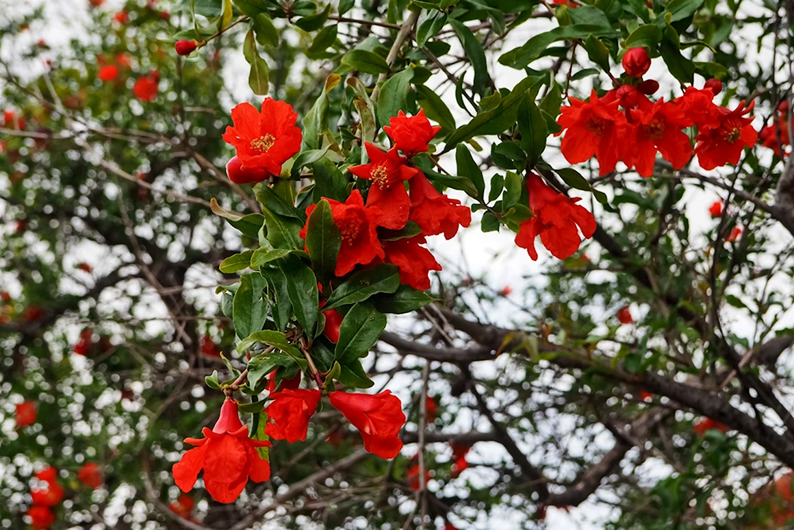Punica granatum Pomegranate