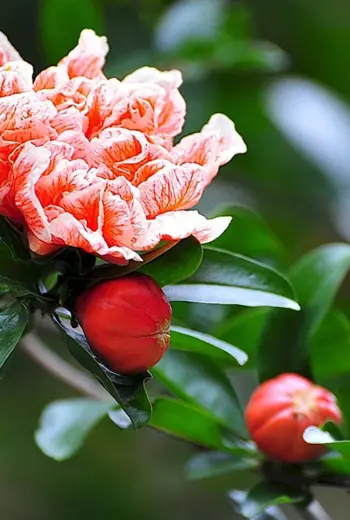 Punica granatum цветет