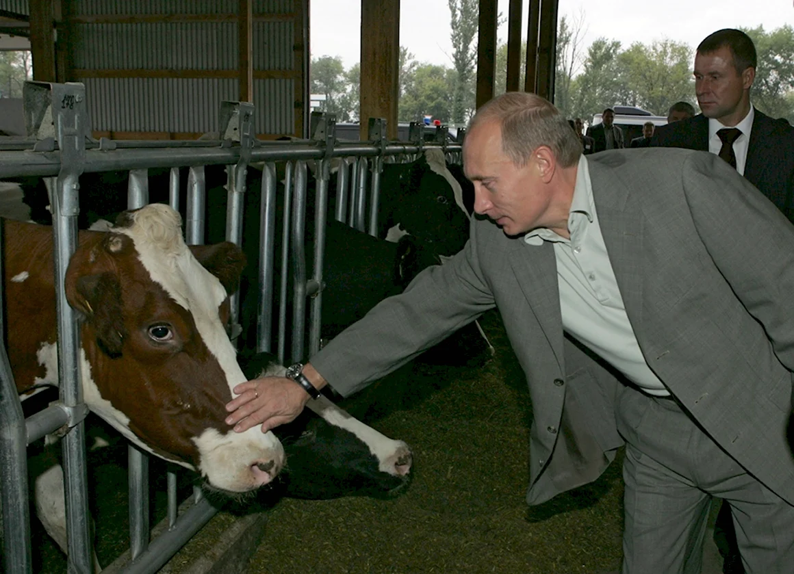 Путин и корова