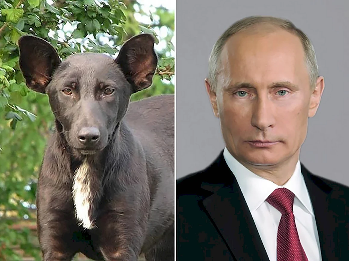 Путин похож на собаку