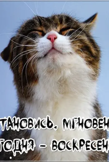 Радостный кот